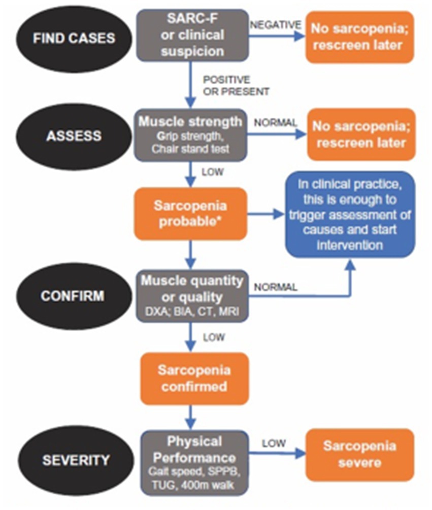 Frontiers | The nutritional support to prevent sarcopenia in the elderly