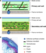 Frontiers | NAC-MYB-based transcriptional regulation of secondary cell ...