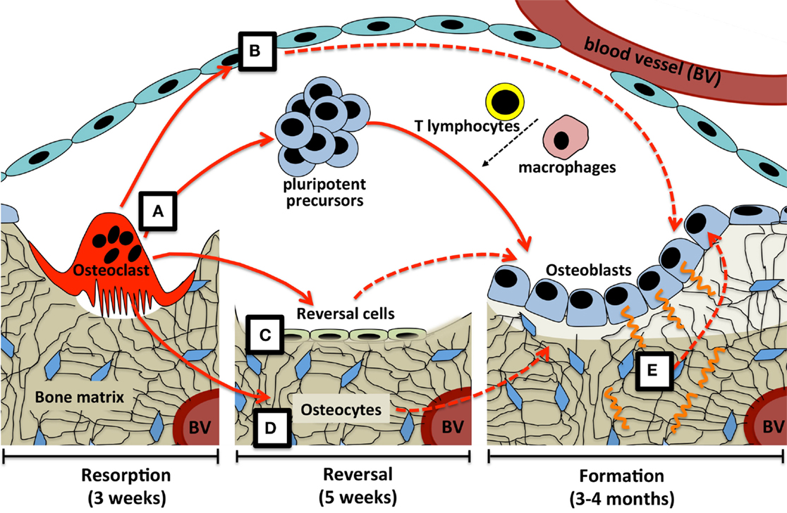 (c) reversal cells on the bone surface, and  (d) osteocytes