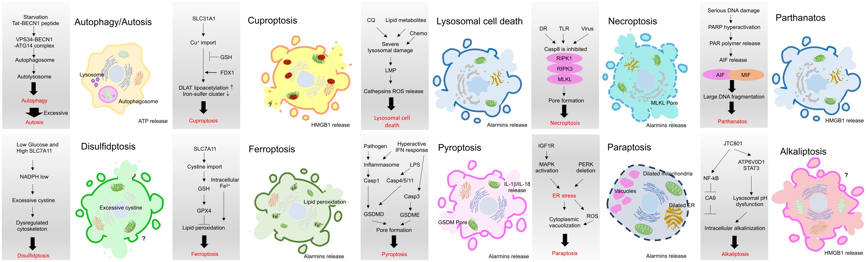 Frontiers | Emerging role of immunogenic cell death in cancer 