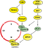 Frontiers | How PI3K-derived Lipids Control Cell Division | Cell And ...