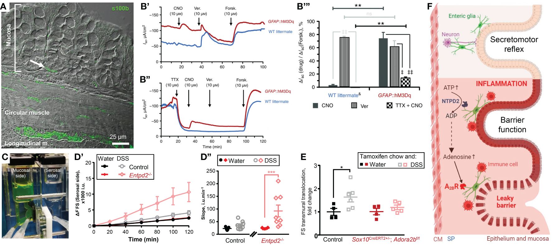 Frontiers | Enteric Glia As Friends And Foes Of The Intestinal ...