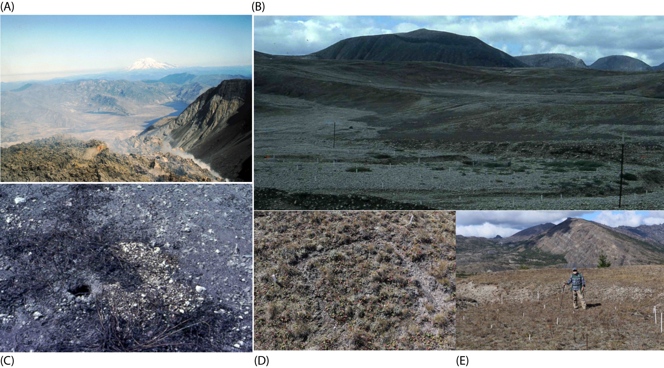 セントヘレンズ山を1日で復活させたホリネズミの方法(How gophers brought Mount St. Helens back to life in one day)