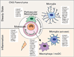 Frontiers | Microglia Versus Myeloid Cell Nomenclature during Brain ...