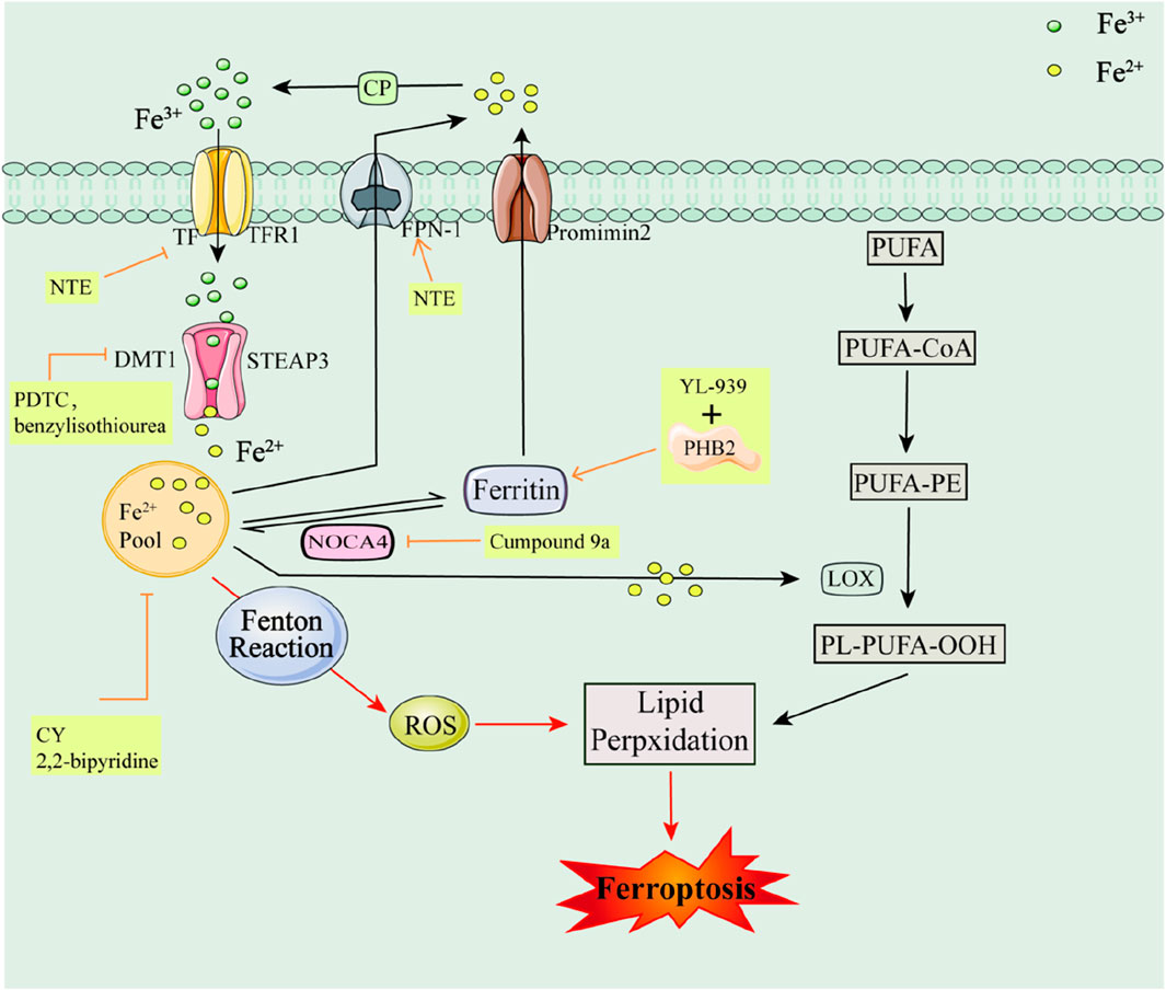 Frontiers | Ferroptosis inhibitors: past, present and future