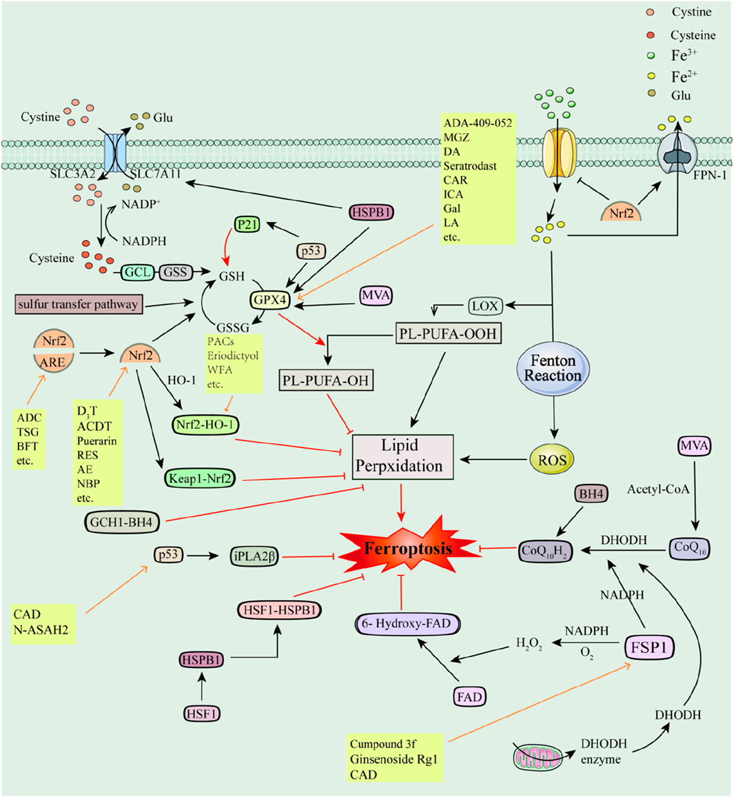Frontiers | Ferroptosis inhibitors: past, present and future