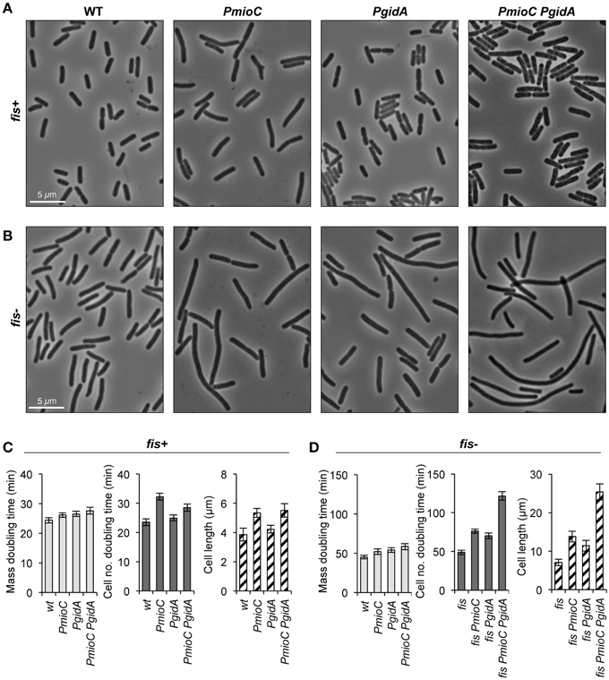 Frontiers Mioc And Gida Proteins Promote Cell Division In E Coli Microbiology