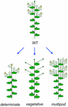 Frontiers | Genetic control of inflorescence architecture in legumes ...