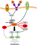 Frontiers | The role of the ubiquitin-editing enzyme A20 in diseases of ...