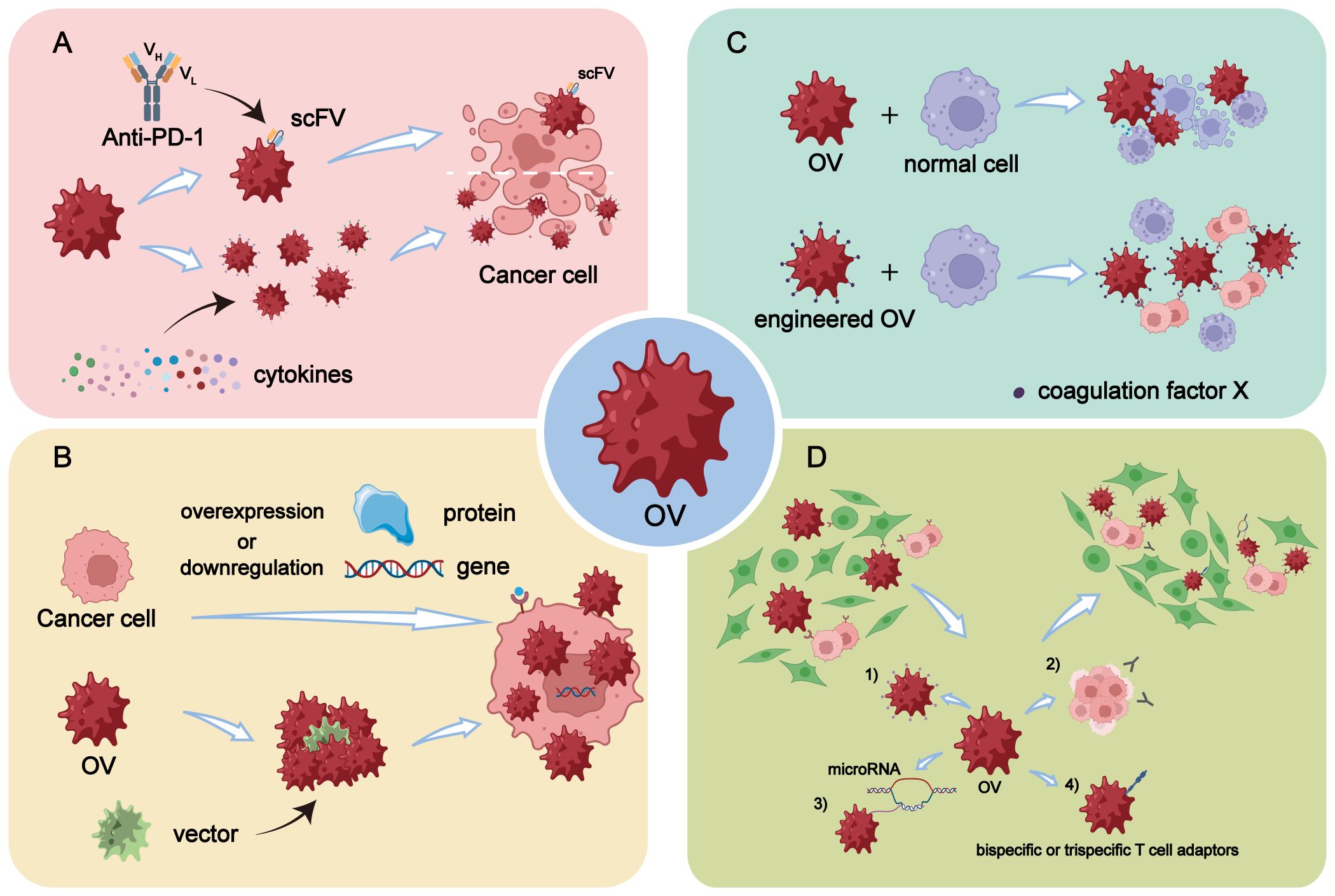 Frontiers | The investigation of oncolytic viruses in the field of cancer  therapy