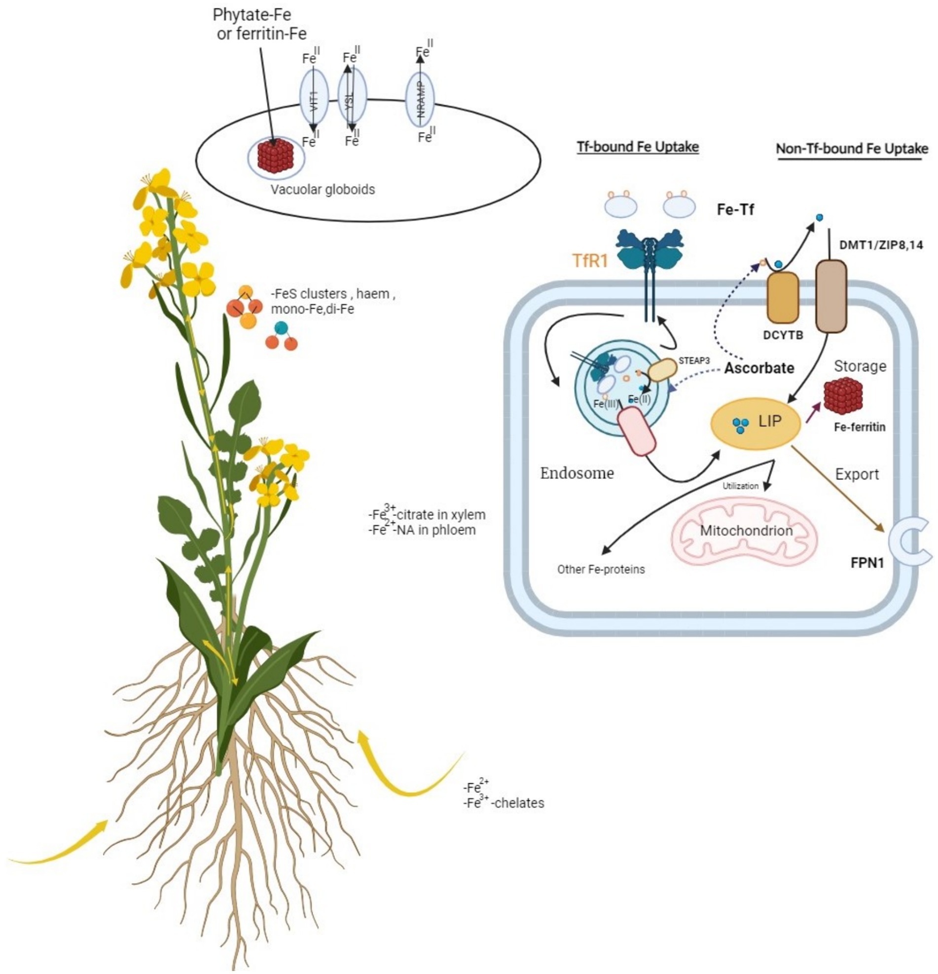 Frontiers | Next generation plant biostimulants & genome sequencing ...