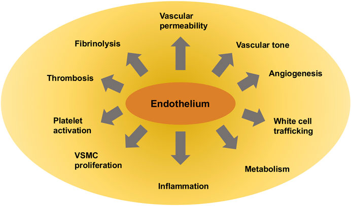 Frontiers | Mechanosensory entities and functionality of endothelial cells