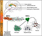 Frontiers | Mesenchymal stem cells secretome as a modulator of the ...