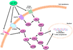 Frontiers | The Human Cathelicidin Antimicrobial Peptide LL-37 and ...