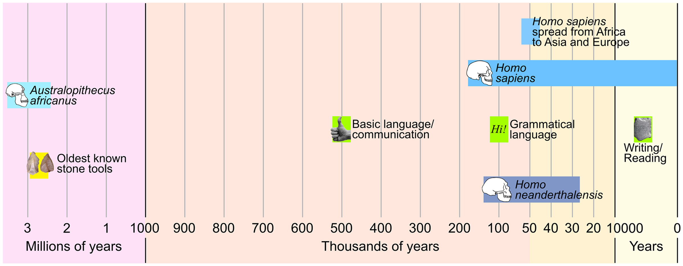 图1 -语言进化的时间轴。
