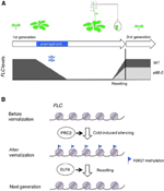 Frontiers | Chromatin resetting mechanisms preventing transgenerational ...