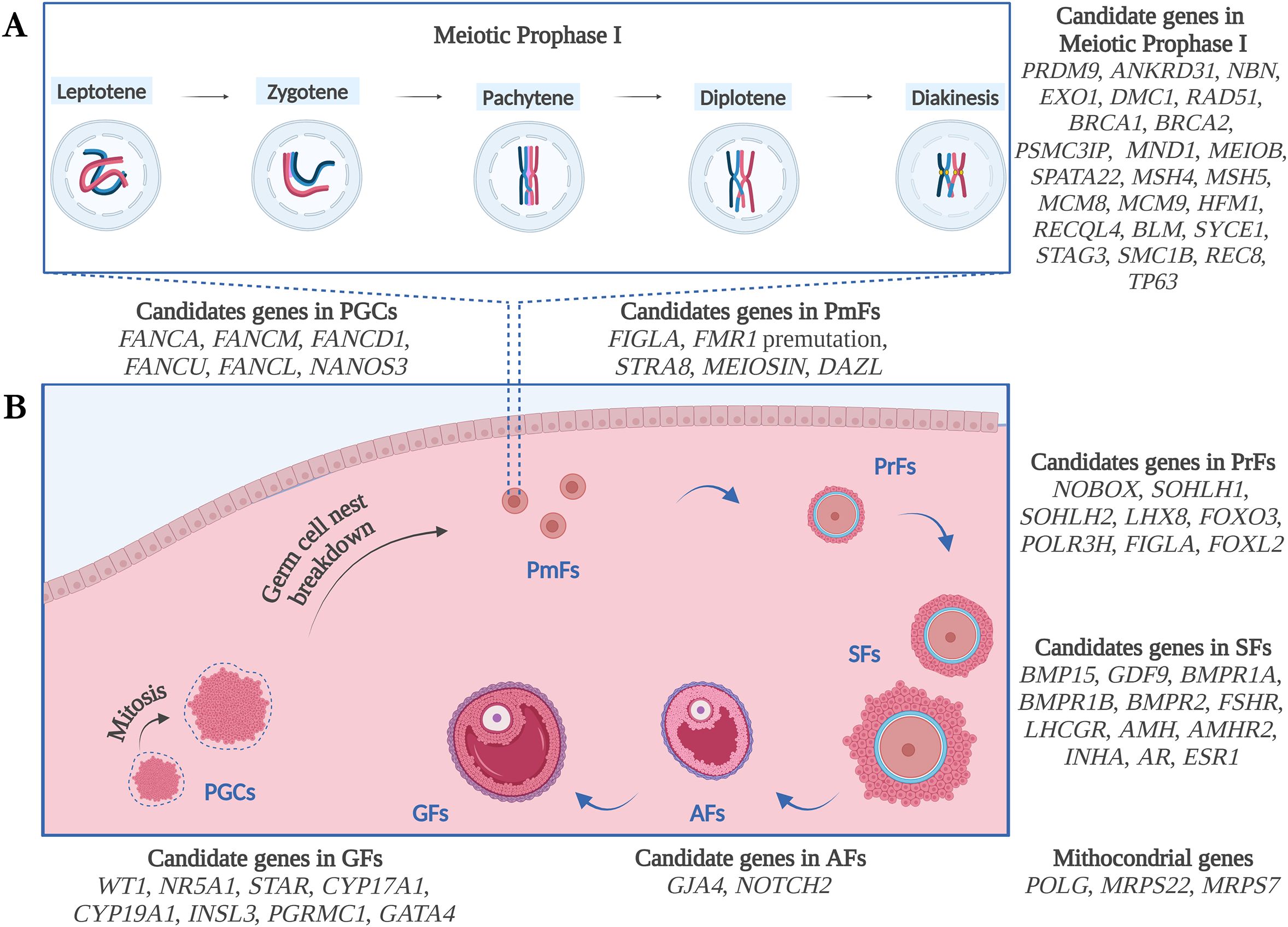 Frontiers Primary ovarian insufficiency update on clinical and  