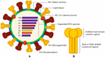 Frontiers | B Cells And Functional Antibody Responses To Combat ...