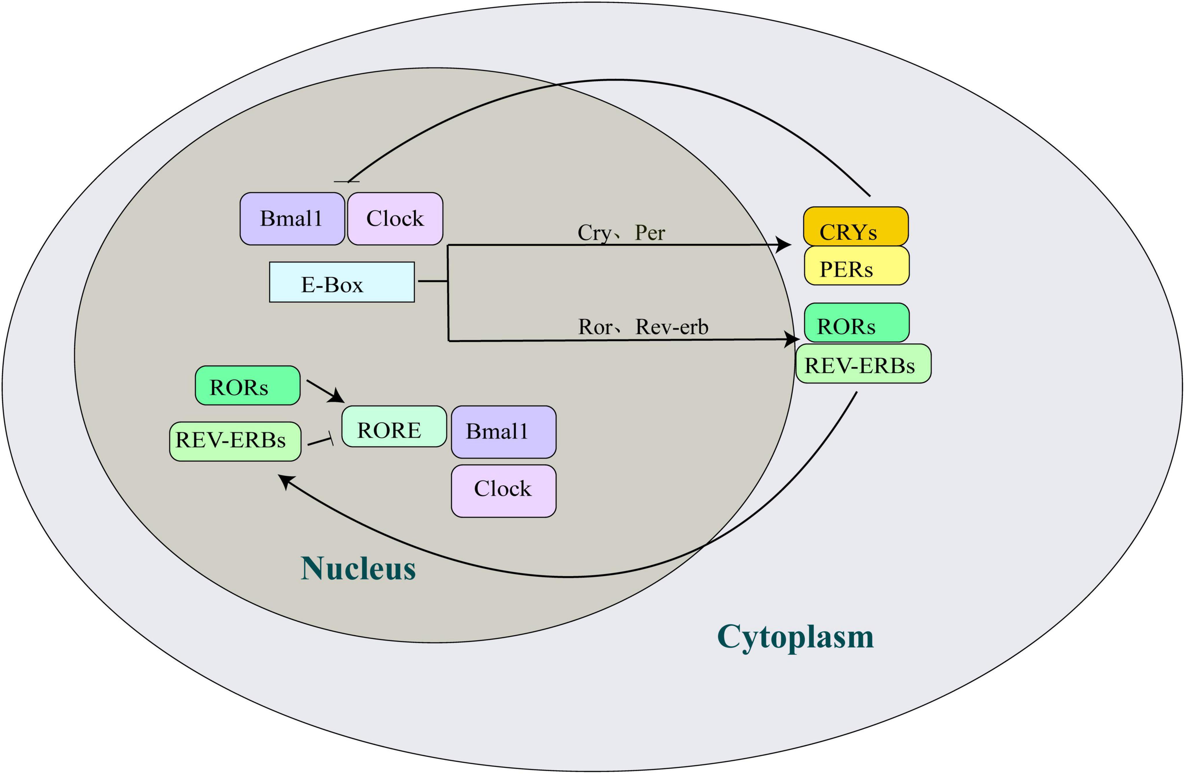 Frontiers | Research progress in modulating the auditory system by the ...