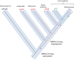 Frontiers | The Amborella vacuolar processing enzyme family | Plant Science