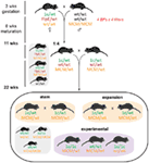 Frontiers | Rapid Knockout and Reporter Mouse Line Generation and ...