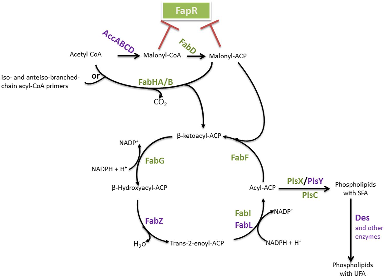 Frontiers | Role of fatty acids in Bacillus environmental adaptation ...