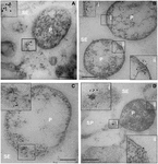 Frontiers | Phytoplasma infection in tomato is associated with re ...