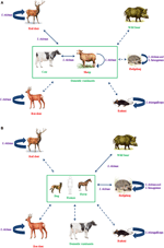 Frontiers | Opening the black box of Anaplasma phagocytophilum ...