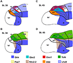 Frontiers | Prepatterning and patterning of the thalamus along ...