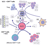 Frontiers | Maintenance of Immune Homeostasis through ILC/T Cell ...