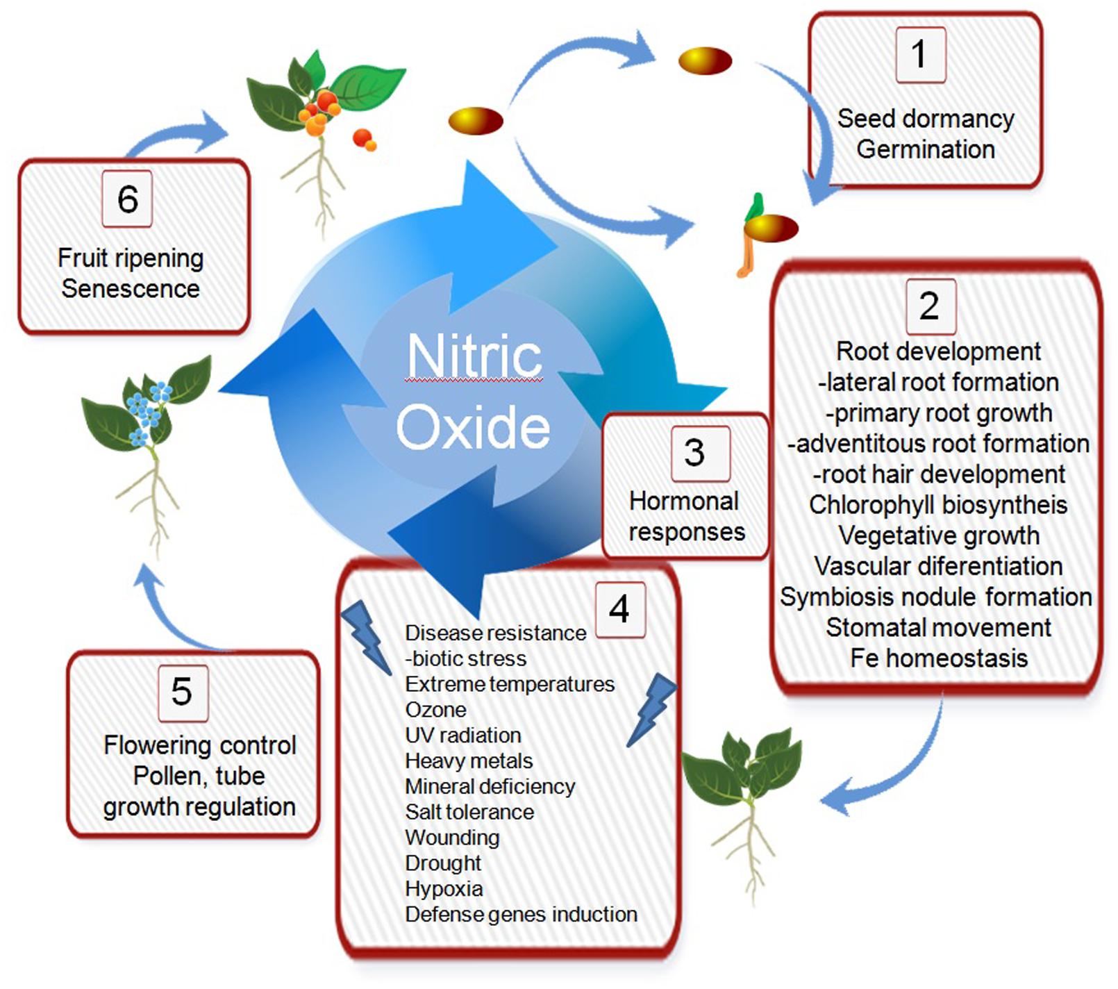 Full article: Signaling through reactive oxygen and nitrogen species is  differentially modulated in sunflower seedling root and cotyledon in  response to various nitric oxide donors and scavengers*
