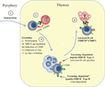 Frontiers | Thymic B Cells and Central T Cell Tolerance | Immunology