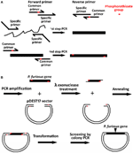 Frontiers | Recombinant expression library of Pyrococcus furiosus ...