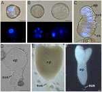 Frontiers | Induction of Embryogenesis in Brassica Napus Microspores ...