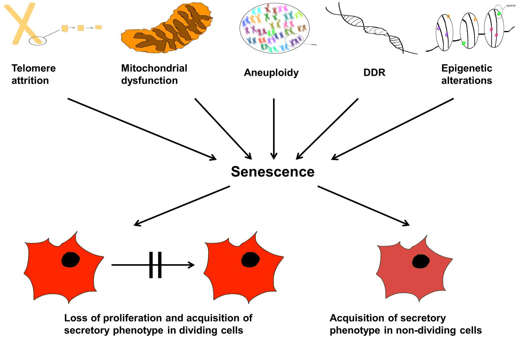 Frontiers | Cellular Senescence as the Causal Nexus of Aging