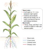 Frontiers | Making better maize plants for sustainable grain production ...