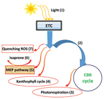 Frontiers | Response and adaptation of photosynthesis, respiration, and ...