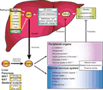 Frontiers | Research Perspectives on the Regulation and Physiological ...