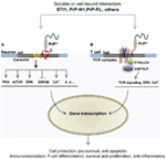 Frontiers | The Cellular Prion Protein: A Player in Immunological ...