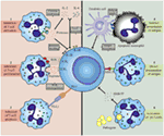 Frontiers | How Neutrophils Shape Adaptive Immune Responses | Immunology