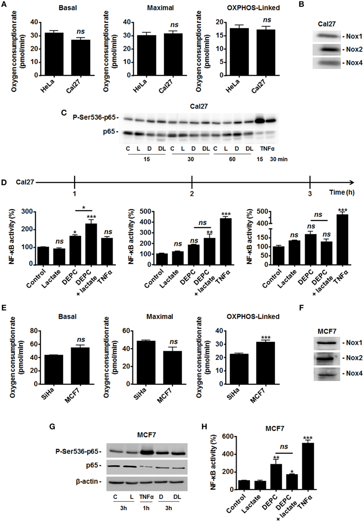 Frontiers | Lactate does not activate NF-κB in oxidative tumor cells ...