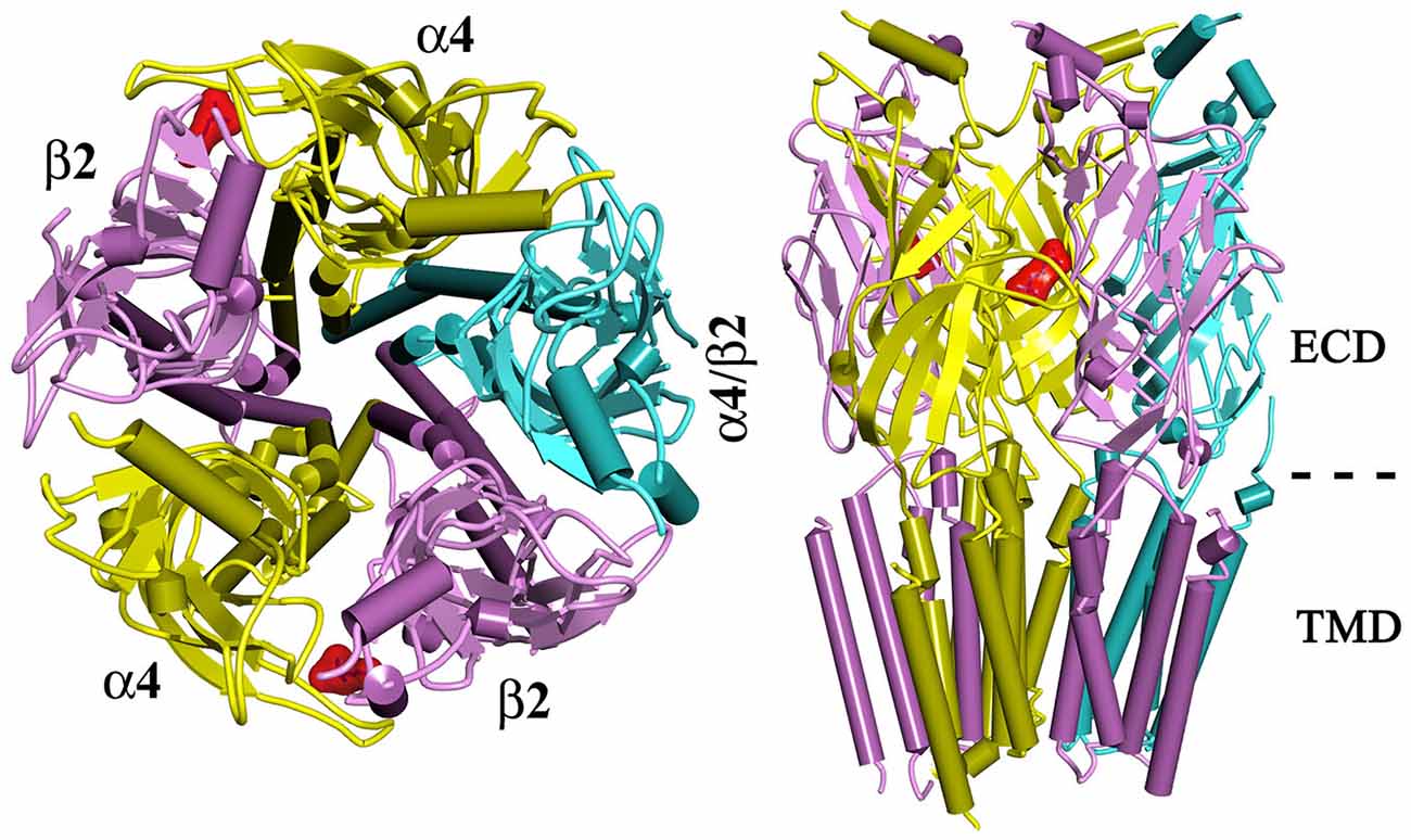 H et al 2012. CYS loop subunit nicotinic.