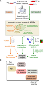 isotope stable labeling analysis frontiersin effort metabolome worth wide figure fphys