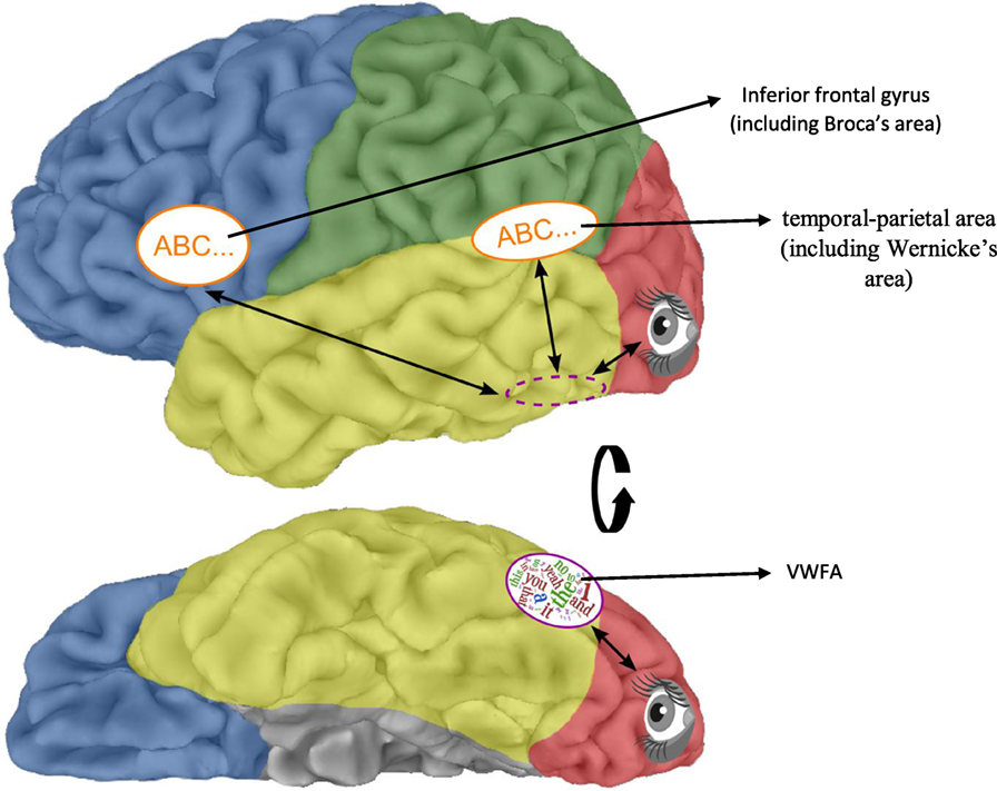 图 2 - 阅读任何正字法都会用到的大脑区域。