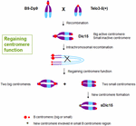 Frontiers | Dynamic epigenetic states of maize centromeres | Plant Science