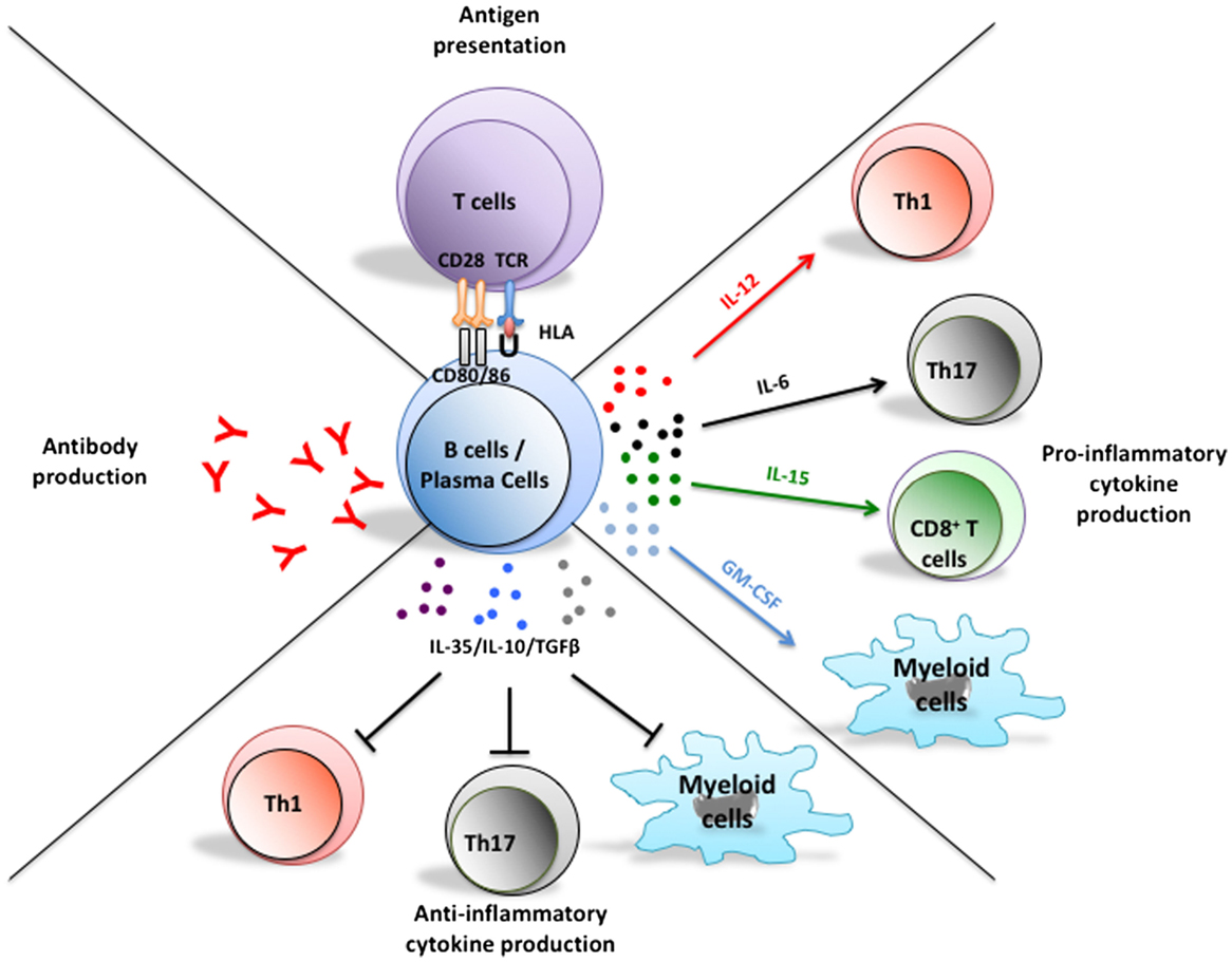 Frontiers CytokineDefined B Cell Responses as Therapeutic Targets in