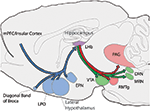 Frontiers | Ongoing behavioral state information signaled in the ...