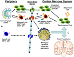 Frontiers | The Ins And Outs Of B Cells In Multiple Sclerosis | Immunology