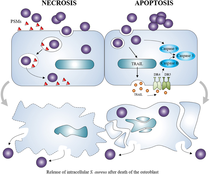 Frontiers  Staphylococcus aureus Cell Wall Biosynthesis Modulates Bone  Invasion and Osteomyelitis Pathogenesis