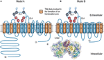 Frontiers | Structure and Function of SLC4 Family HCO3- Transporters ...